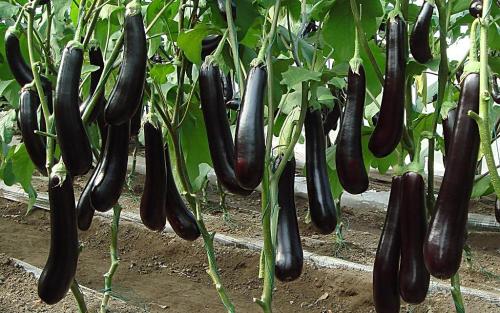 殼寡糖對茄子棒孢葉斑病的防治效果研究