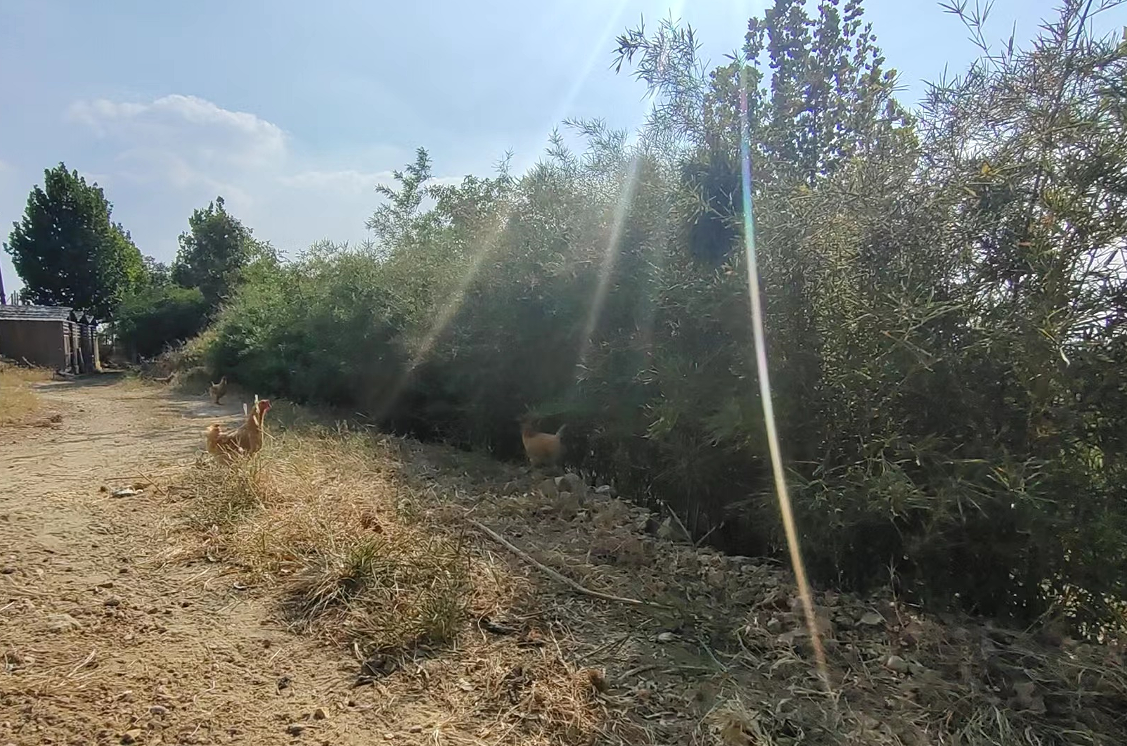飼料中添加殼寡糖對動物機(jī)體的影響