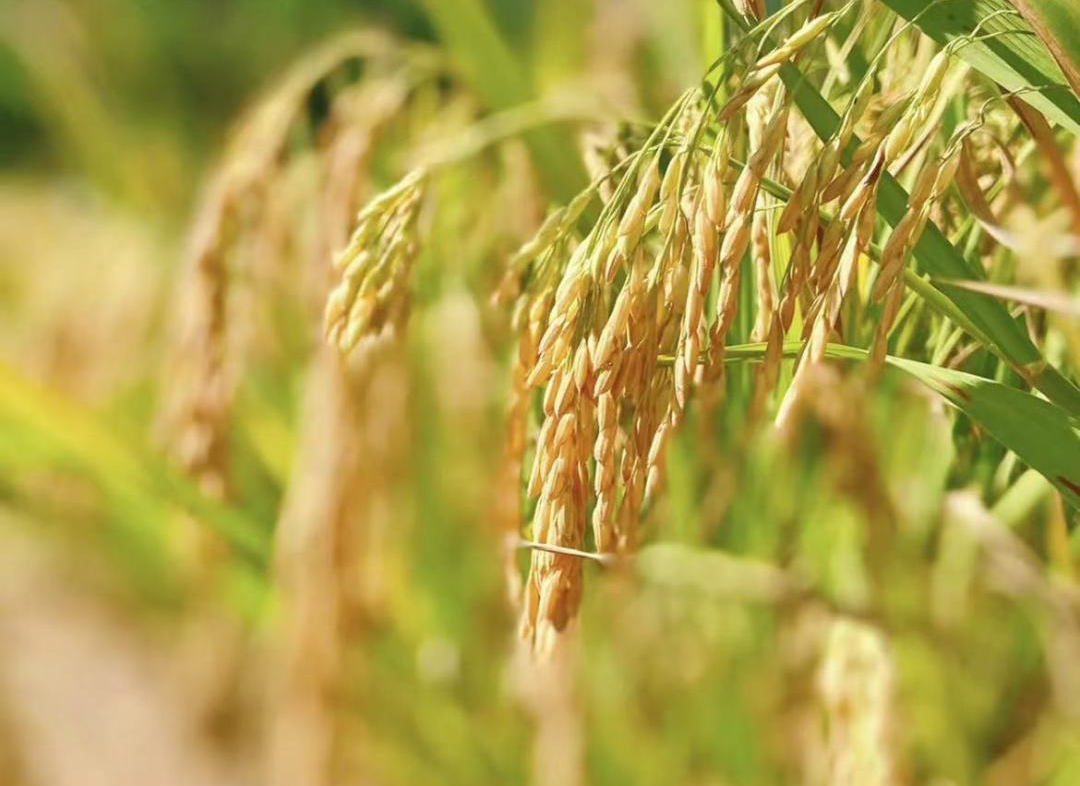 春耕選肥選寡糖